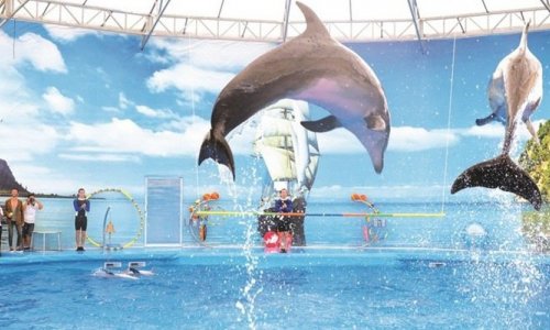 Дневное шоу с дельфинами — 6