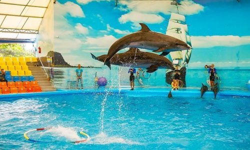 Дневное шоу с дельфинами — 11
