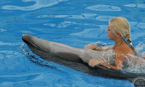 Королевское плавание с дельфинами — 6