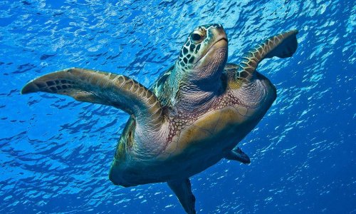 Экскурсия на Симиланские острова СТАНДАРТ — 7